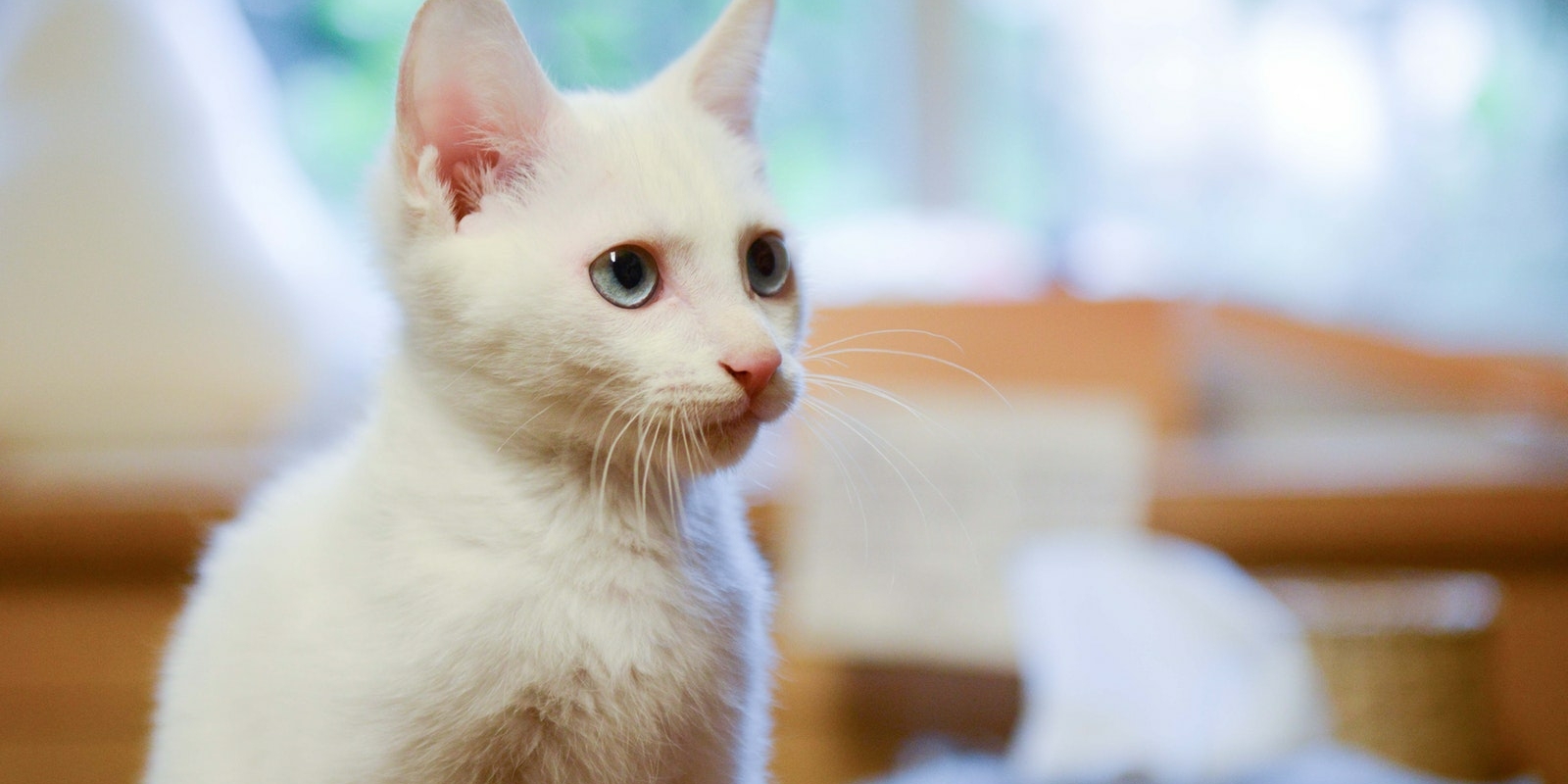 Shallow Focus Photography of White Cat