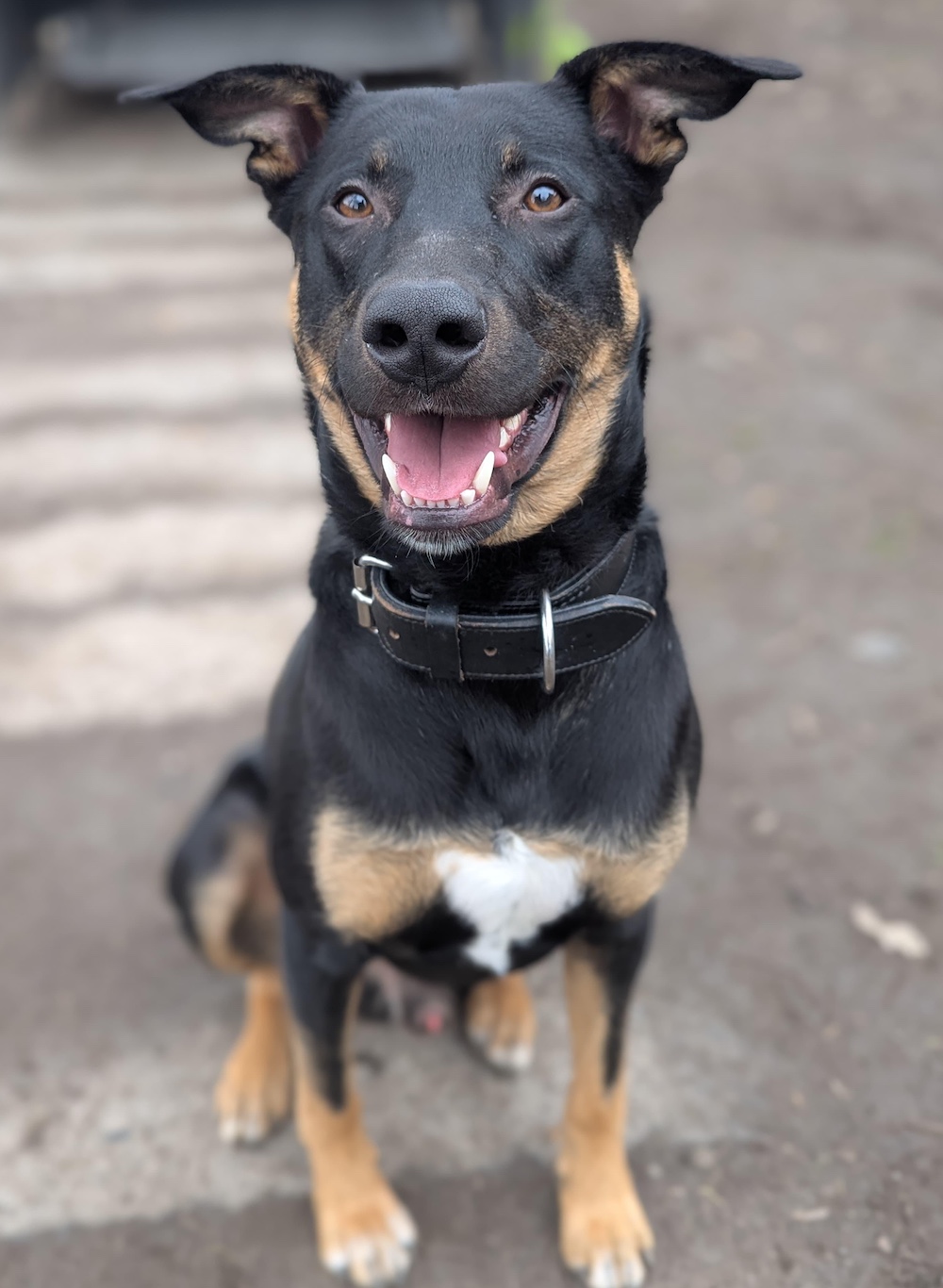 Charly, Schäferhund-Dobermann-Mix Geburtstag: 12/2024 Schulterhöhe ( – Tierheim Witten, Wetter und Herdecke