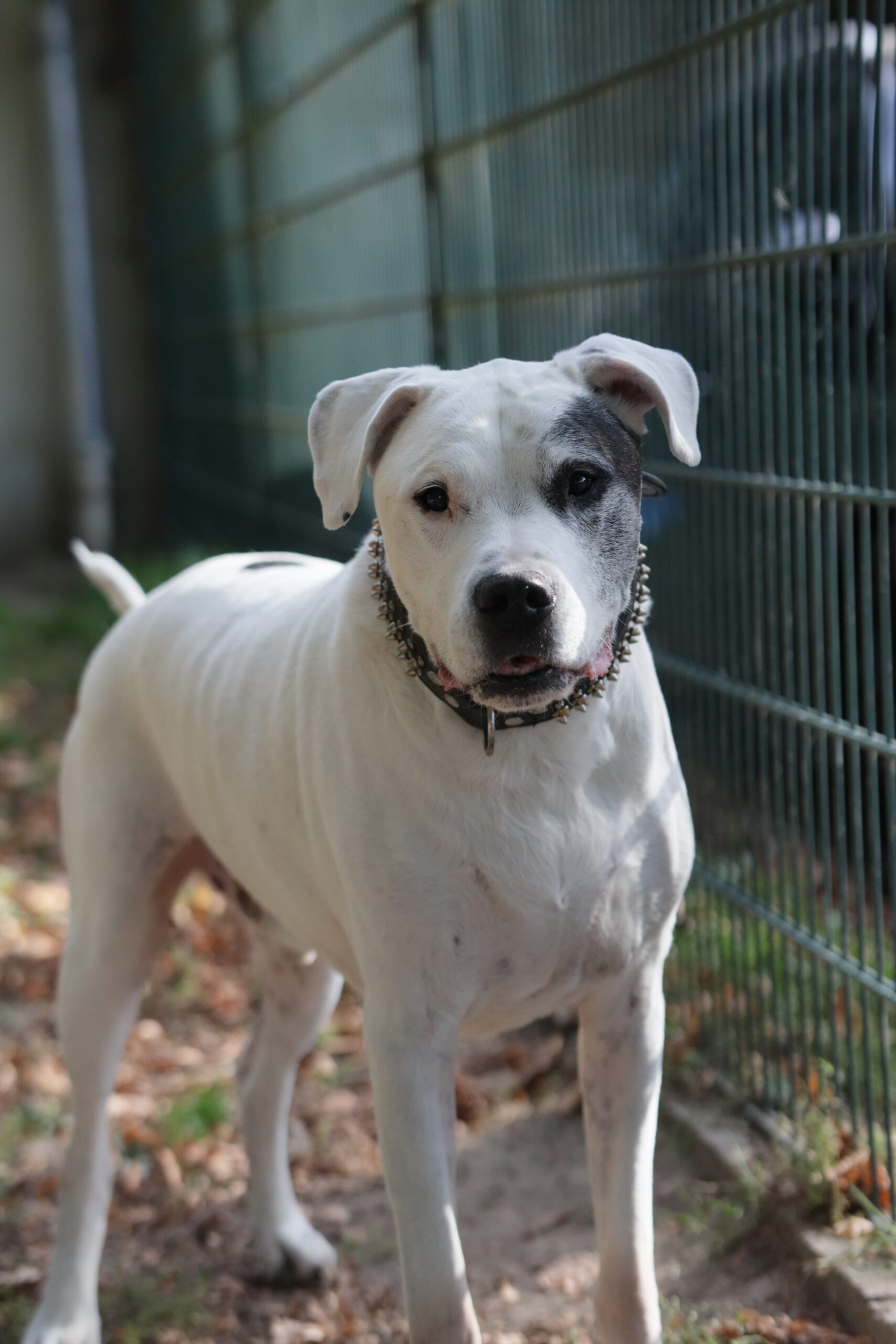 Ringo, Dogo Argentino Geburtstag: 24.04.2016 Schulterhöhe (ca.) 60 – Tierheim Witten, Wetter und Herdecke
