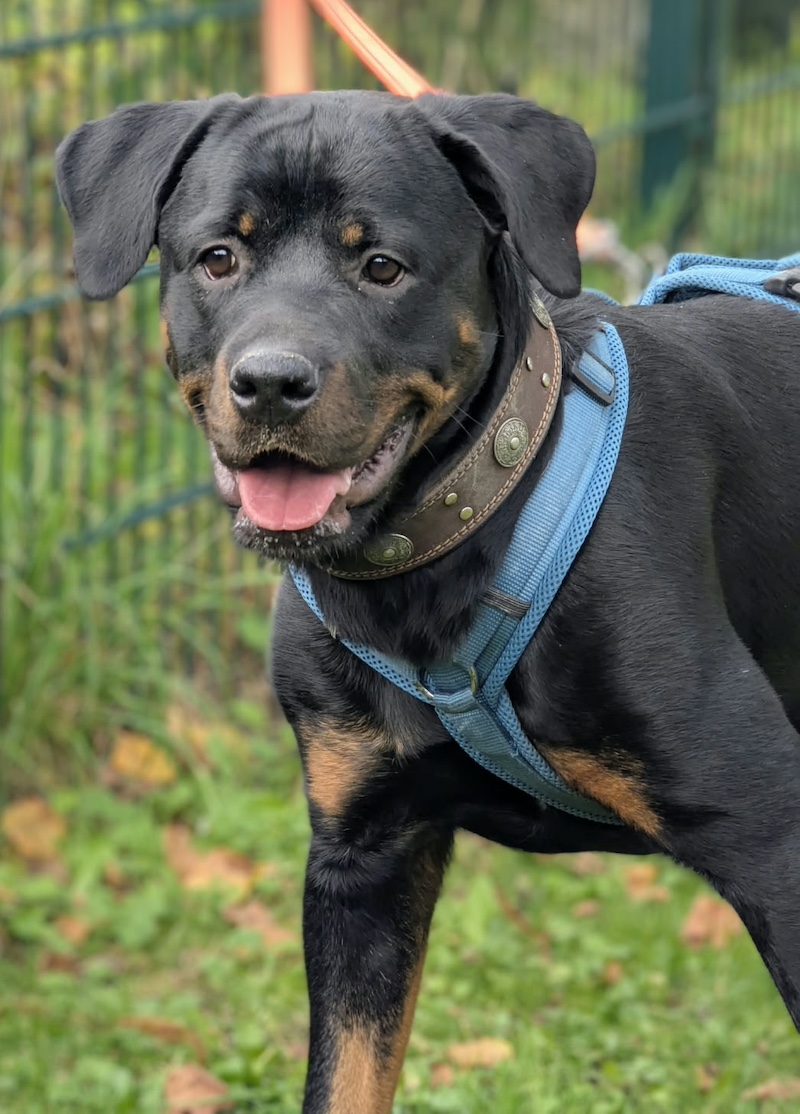Aria, Rottweiler Geburtstag: 13.05.2025 Schulterhöhe (ca.) 55 cm B – Tierheim Witten, Wetter und Herdecke