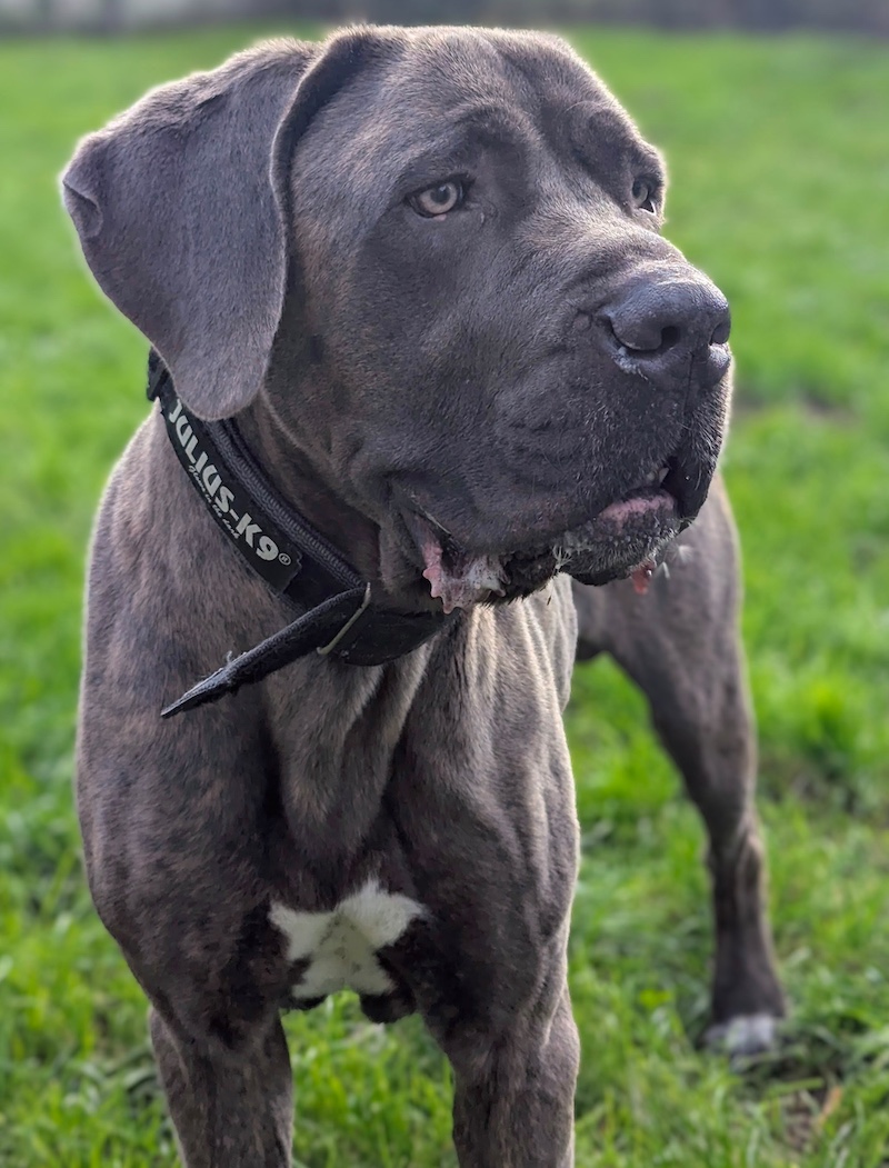 Chico, Cane Corso Geburtstag: 01.10.2019 Schulterhöhe (ca.) >70 cm – Tierheim Witten, Wetter und Herdecke