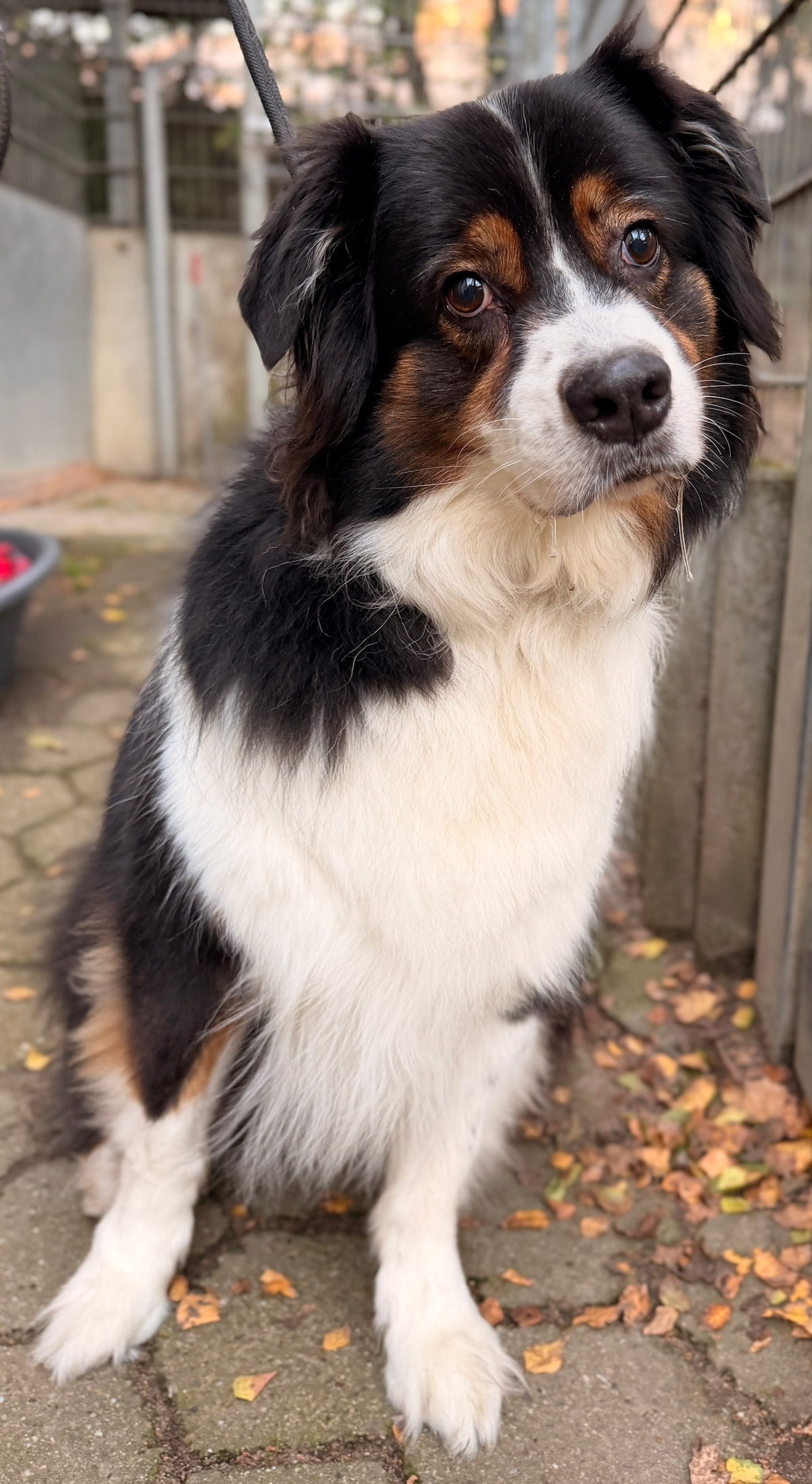 Chuck, Australian Shepherd Geburtstag: 01.09.2018 Schulterhöhe (ca – Tierheim Witten, Wetter und Herdecke