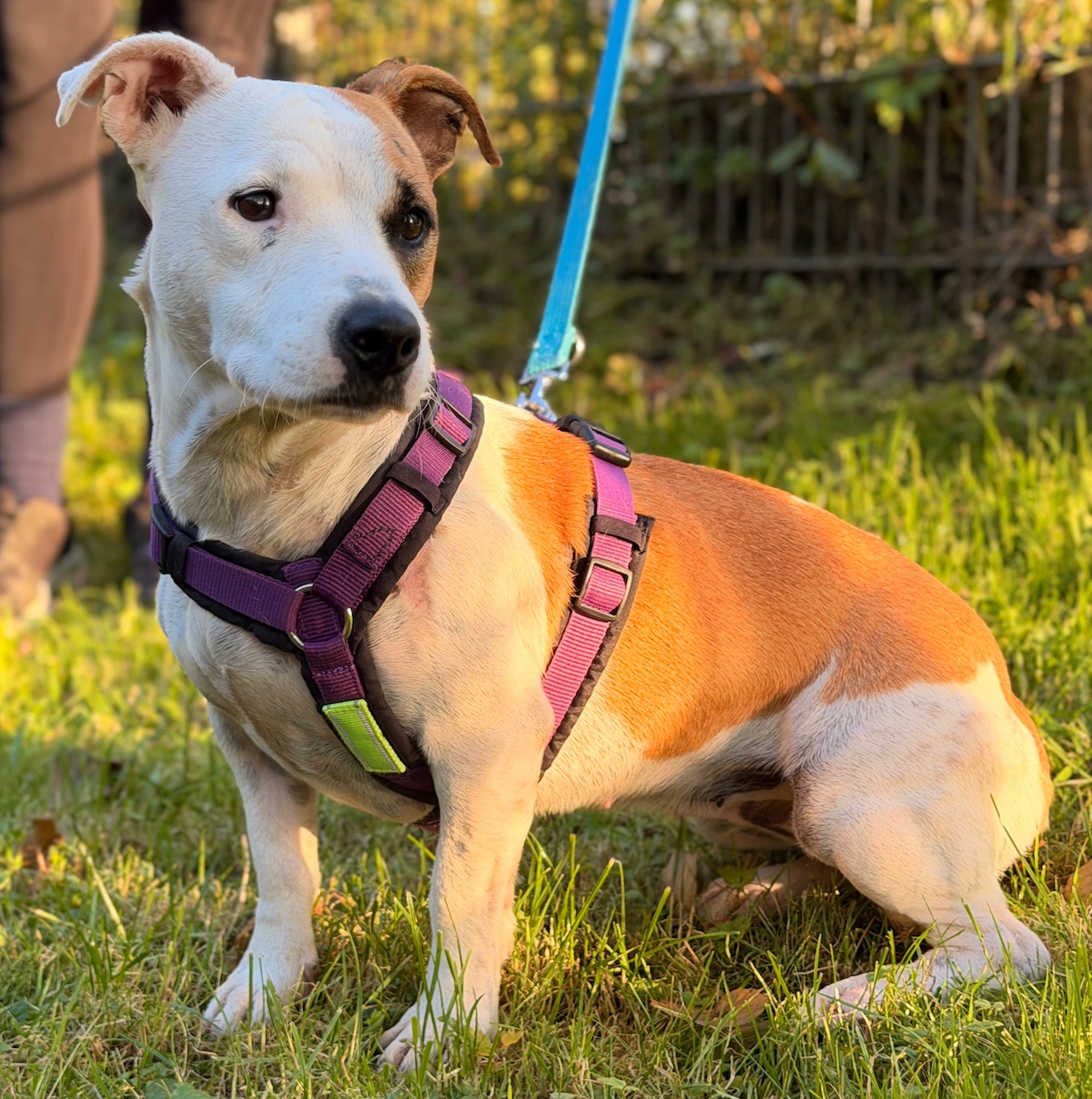 Ghia, American Staffordshire Mix Geburtstag: 25.04.2023 Schulterhö – Tierheim Witten, Wetter und Herdecke