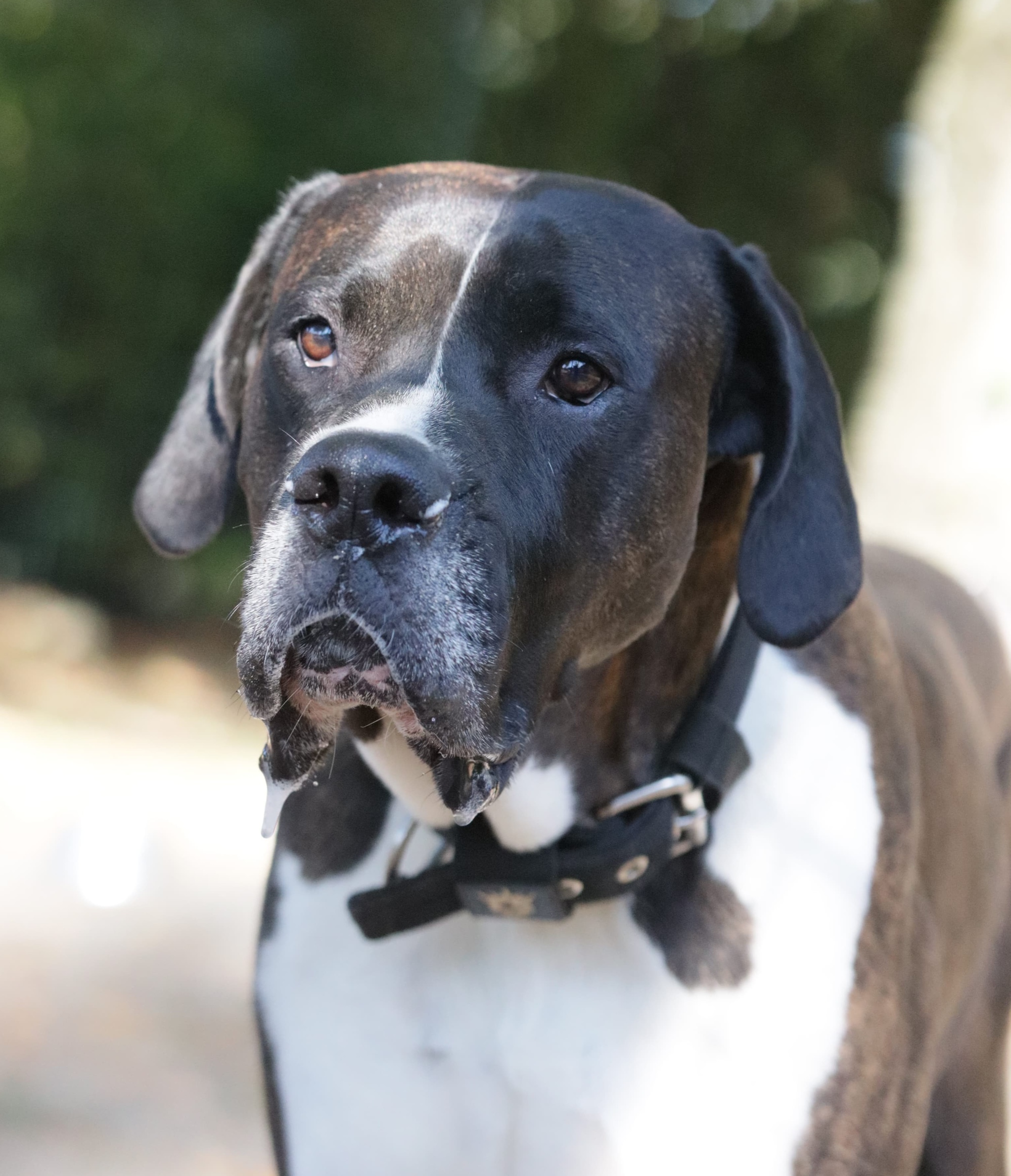Jari, Boxer-Doggen-Mix Geburtstag: 01.02.2020 Schulterhöhe (ca.) 6 – Tierheim Witten, Wetter und Herdecke