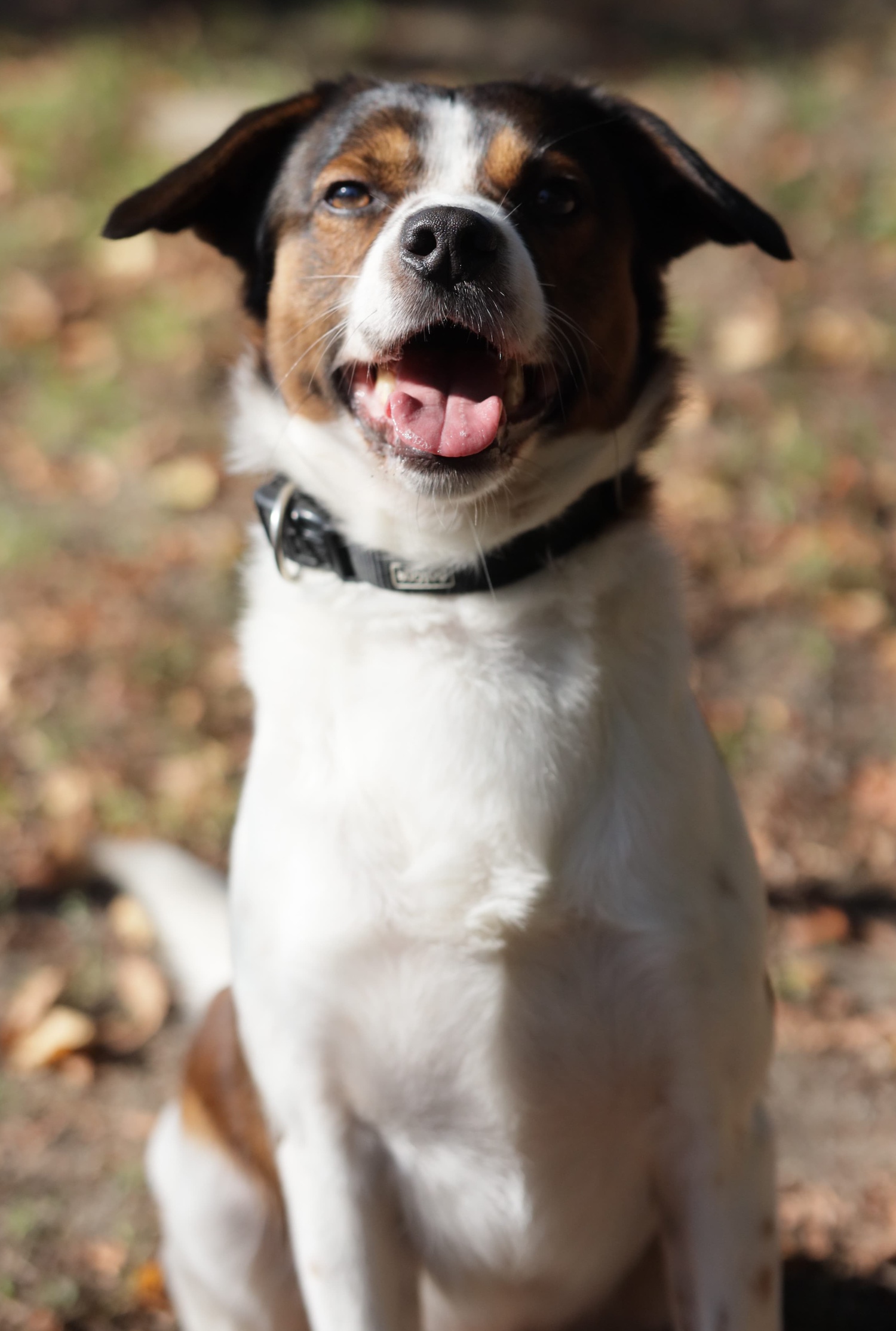 Lucky, Jack-Russel-Schäferhund-Mix Geburtstag: 14.04.2021 Schulterh – Tierheim Witten, Wetter und Herdecke