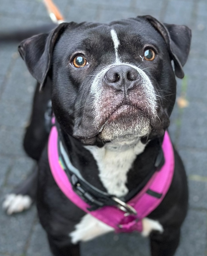 Mila, American Staffordshire Mix Geburtstag: 20.05.2024 Schulterhö – Tierheim Witten, Wetter und Herdecke