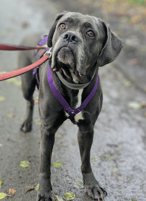 Rosi, Cane Corso Mix Geburtstag: circa 2022 Schulterhöhe (ca.) 69 – Tierheim Witten, Wetter und Herdecke