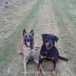 Hallo,
Malor hat sich super eingelebt, nach dem ersten Tag konnte er schon frei laufen und horcht sehr gut.
Gruss Astrid Lorenz